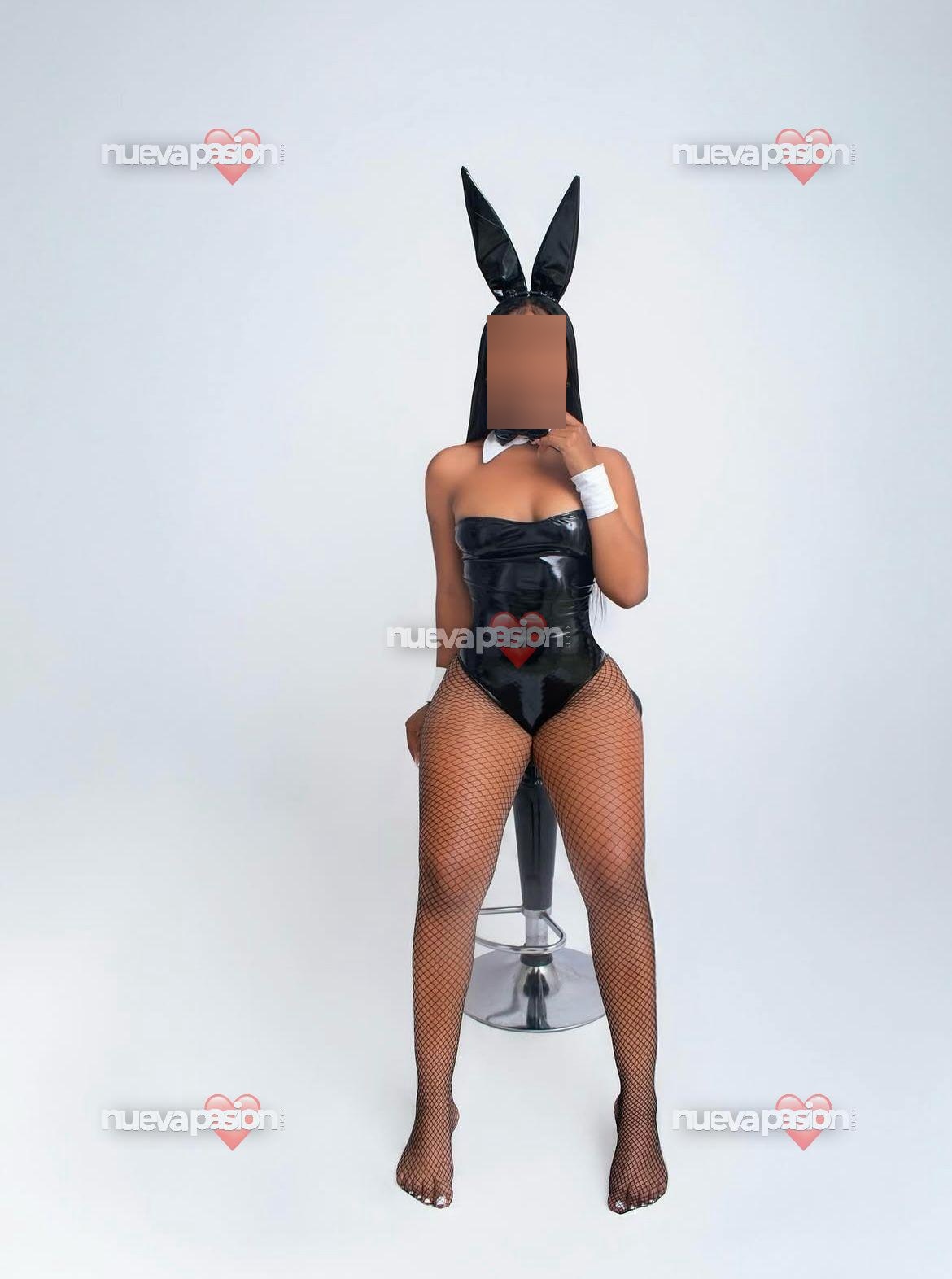 Alondra cubana latina Scott