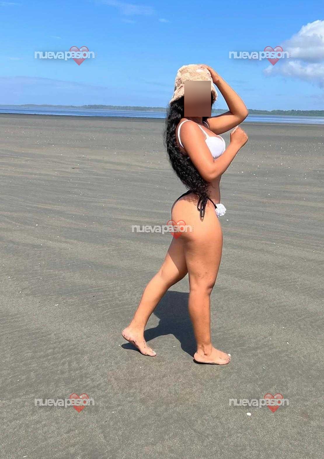Alondra cubana latina Scott