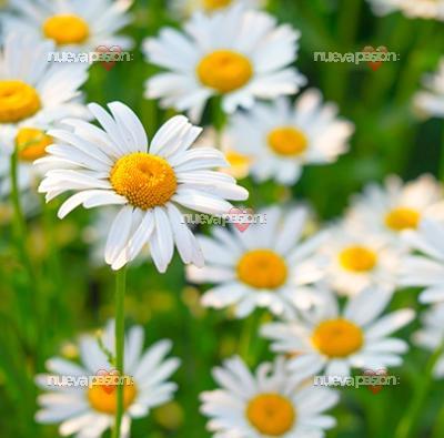 Mujer para sexo duro quiero conocer de Gran Canaria.