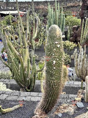 Para Señora madura o muy madura